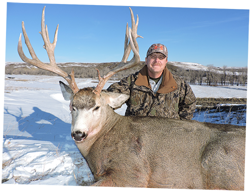 mule deer canadian